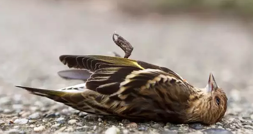 Jatinga, a village in Assam, is known for its mysterious bird suicides, attracting dark tourism.