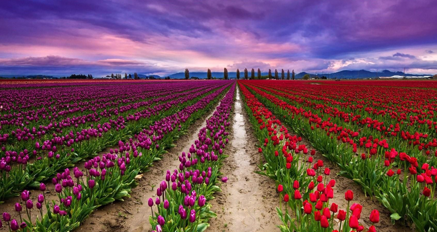 Explore Asia’s largest tulip garden in Srinagar, with 70 tulip varieties and stunning Dal Lake views.